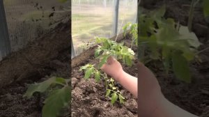 Подвязка томатов шпагатом. Свободная петля для подвязки.