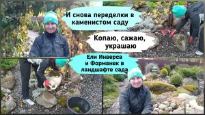 И снова переделки в каменистом саду.Ели Инверса и Форманек в ландшафте сада ( октябрь 2022г.)