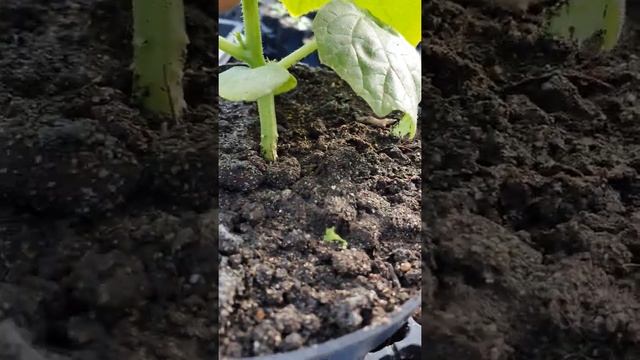 Как сдержать рассаду до высадки в грунт ,без ингибиторов роста. смотреть онлайн