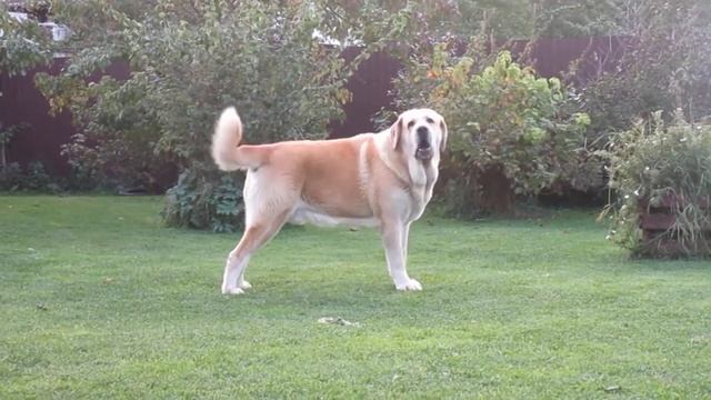 ТОП САМЫХ БОЛЬШИХ ПОРОД СОБАК В МИРЕ!!! ЭТО Нужно ВИДЕТЬ! смотреть онлайн