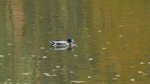 Адыгейская свадьба Схатбий и Зарина