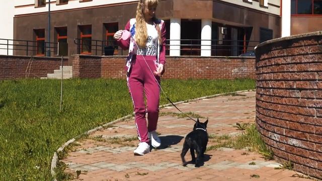 Стартовый набор. Что купить перед появлением щенка смотреть онлайн