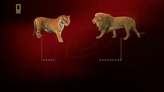 лигр.3gp смотреть онлайн