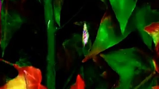 Helen Shapiro - No trespassing смотреть онлайн