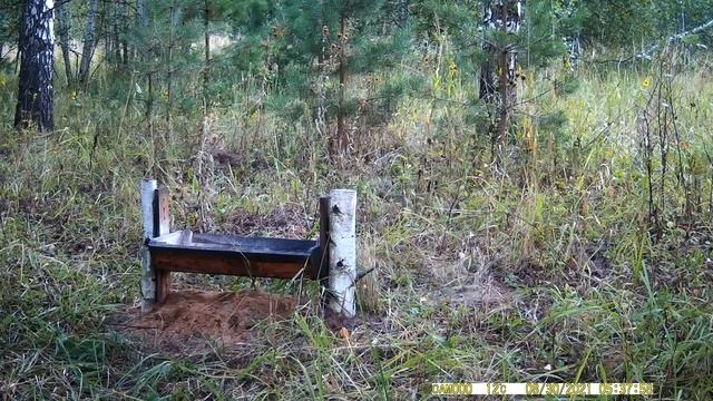 записи с фотоловушек 2021 09 19 смотреть онлайн