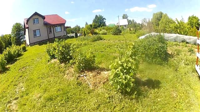 Веду Крс с пастбища. Строю сенник. Индюшки сели на яйца. Огород