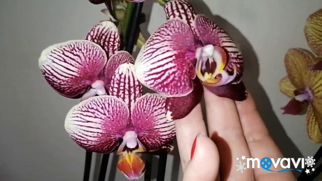 #Новинка в моей коллекции#ФАНТОМ#Янтарная кислота творит чудеса!!!24.02.21 смотреть онлайн