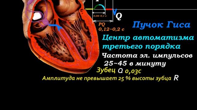 Проводящая система сердца Conducting system of heart