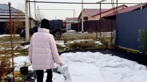 Укрытие растений на зиму в контейнерах в питомнике Anatera Garden #питомник #растения #гортензии