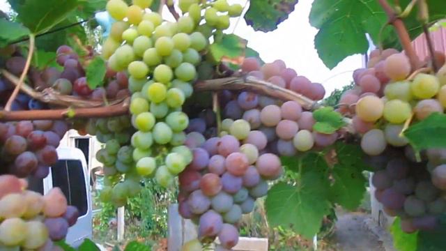 Виноград Лидия