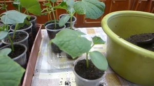 Как вырастить крепкую рассаду огурцов на подоконнике. Все мои секреты от посева до высадки.