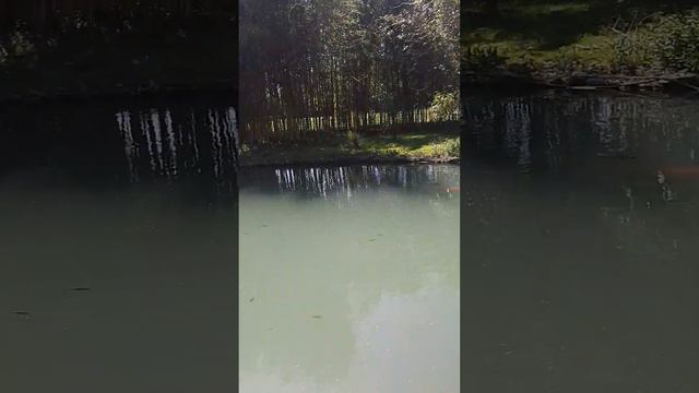 Адлер парк южные культуры смотреть онлайн