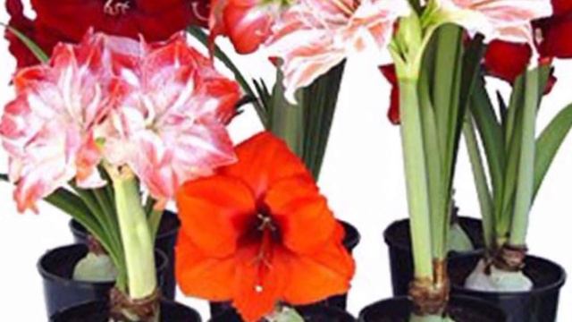 GIPPEASTRUM GULINI PARVARISHI VA KUPAYTIRILISHI HAQIDA MALUMOT смотреть онлайн