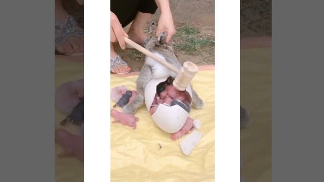 Вот как рождаются кролики смотреть онлайн