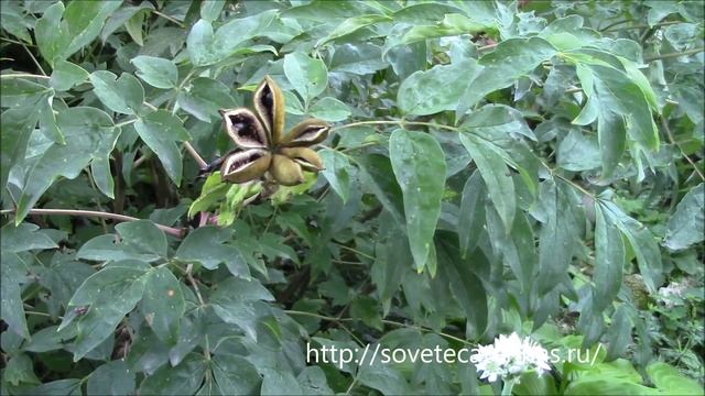 Пион древовидный от бутонов до семян. Peony seeds смотреть онлайн