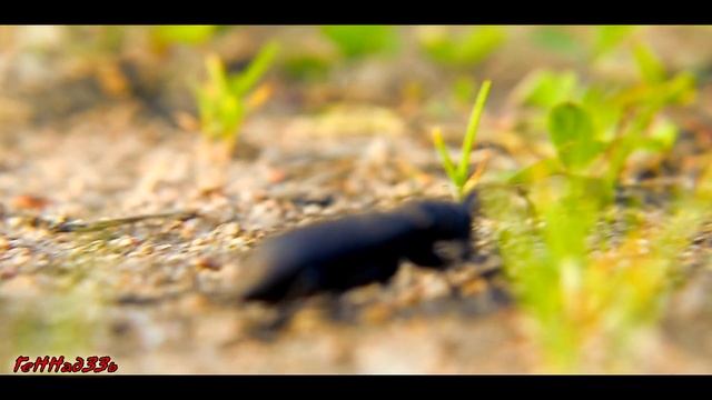 Был месяц Май... смотреть онлайн