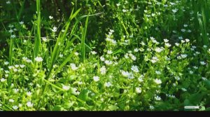 РУКЪЯ ЛЕЧЕНИЕ КОРАНОМ Против Джин и колдовство ИНШААЛЛАХ!