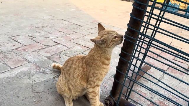 Leopard Cat Attacks Kittens | 4K HDR Angry Cat Attack #catfight #angrycat смотреть онлайн