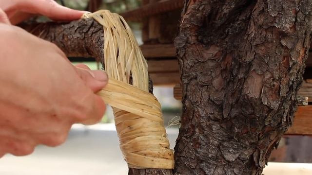 Jan Culek styling a Pinus mugo Bonsai смотреть онлайн