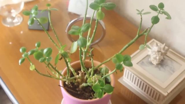 Концовка видео "Мои особенные вещи". смотреть онлайн