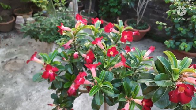 ADENIUM PLANT // RAJASTHANI ROSE// HUGE FLOWER BLOOMS//SUMMER FLOWER// #adenium смотреть онлайн