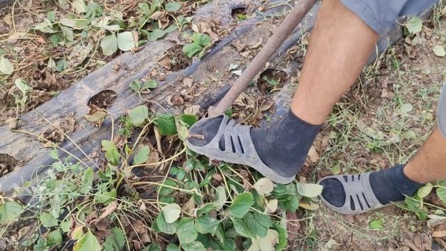 Приспособа для удаления старых кустов клубники. смотреть онлайн