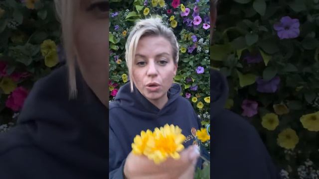 Today’s Top 5 Plants, May 17 смотреть онлайн
