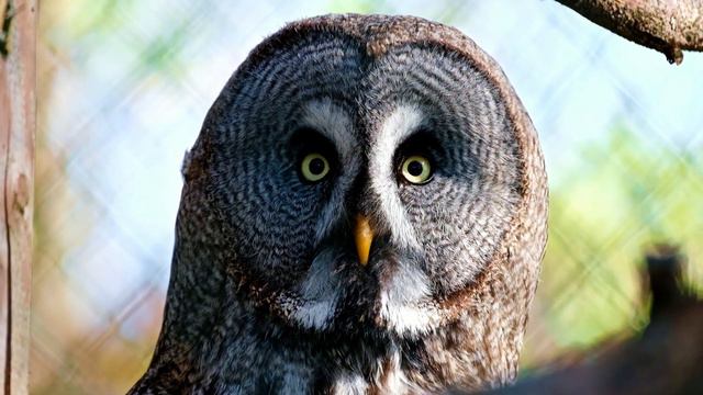 Сова и ее неистовый взгляд в глаза смотреть онлайн