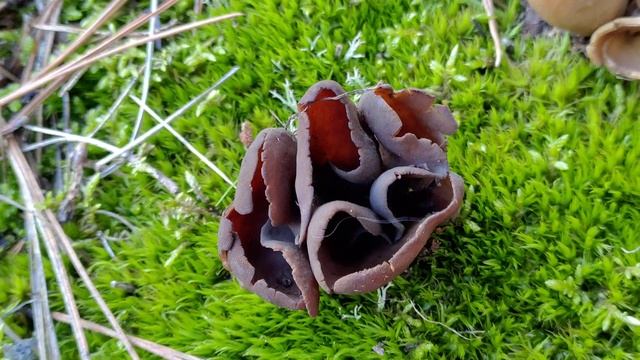 Orejas de liebre. Otidea alutacea y Otidea bufonia. Características del género Otidea смотреть онлайн