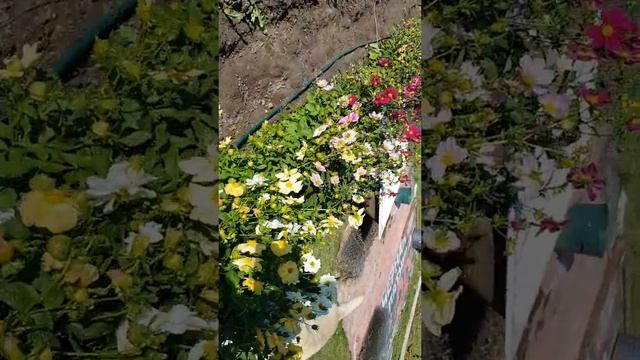 Развод по китайски или приключение чайника. 3 октября 2021 г. (первая часть) смотреть онлайн
