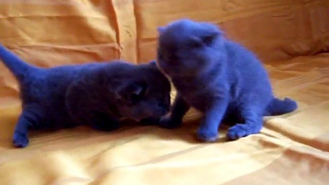 Британские котята голубого окраса. ridolina.ru смотреть онлайн