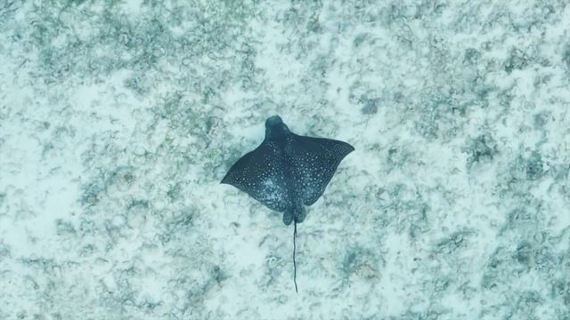 Скат Eagle Ray или обыкновенный пятнистый орляк смотреть онлайн