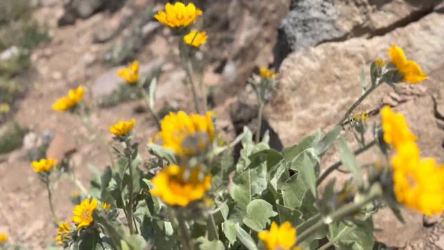 Pacific Crest Trail Thruhike Day 88 смотреть онлайн