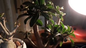 АДЕНИУМ. ФОРМИРОВАНИЕ КАУДЕКСА, ФОРМИРОВАНИЕ КРОНЫ