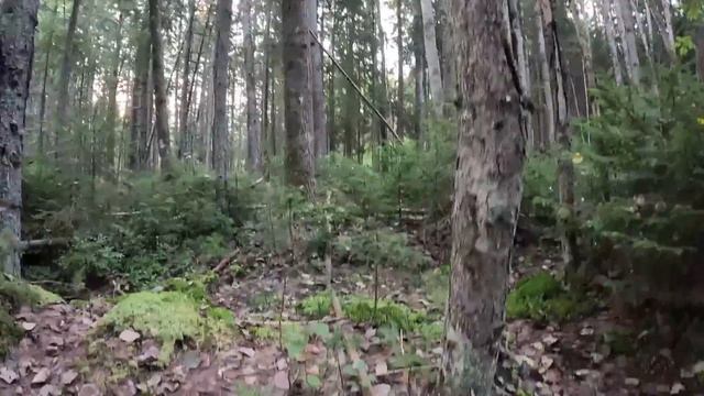 УЗНАЛ СТРАШНУЮ ТАЙНУ ГРИБНИКА! В ЭТОМ МОЛОДОМ ЕЛЬНИКЕ ПОЛНО ГРИБОВ | ПОДОСИНОВИКИ ПОД КАЖДОЙ ЕЛКОЙ! смотреть онлайн