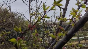 Монилиоз абрикоса приговор для дерева или повод к обработки вовремя ?