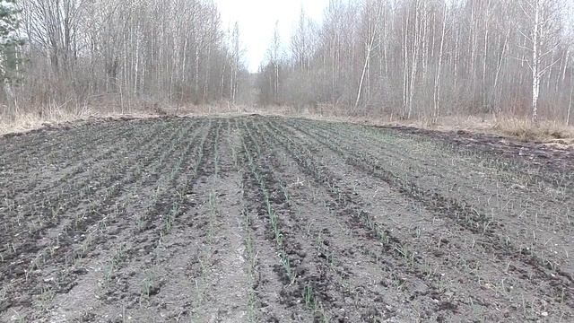 Как с одной сотки получить 300 килограммов Чеснока . Обзор всходов смотреть онлайн