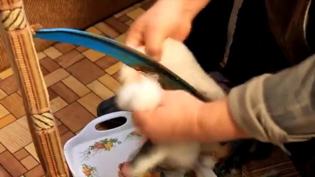 Обработка шкур кролика. Выделка шкур смотреть онлайн