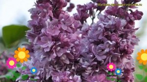 Сирень обыкновенная Утро России. Краткий обзор, описание характеристик syringa vulgaris Utro Rossii
