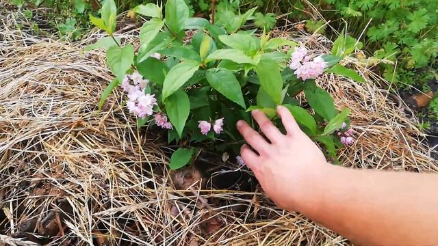Дейция Raspberry Sundae / Deutzia 'Raspberry Sundae смотреть онлайн