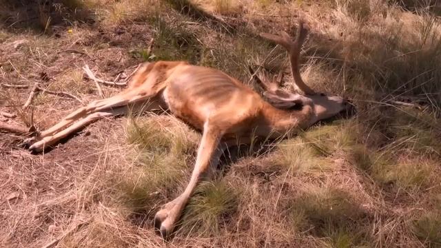 Animal Diseases that Belong in a Horror Movie смотреть онлайн