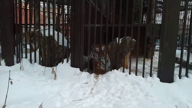 Любовь амурских тигров Джагара и Джуны ❤️И моя программа-максимум смотреть онлайн