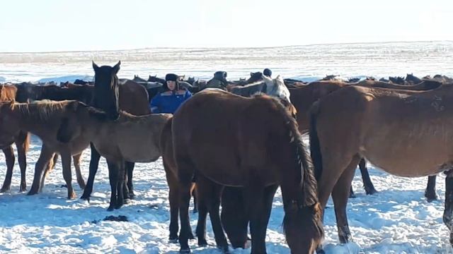 Табун лошадей зимой смотреть онлайн
