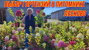 Гортензии в питомнике Лесково.