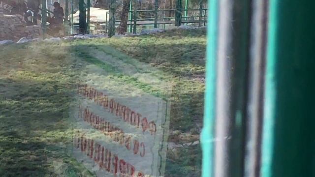 Природа сафари первый раз увидела как писает тигр смотреть онлайн