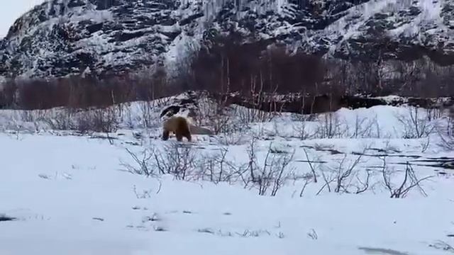 Медвежонок в Териберке: Видео: Моя Териберка интернет газета/ https://vk.com/my_teriberka смотреть онлайн