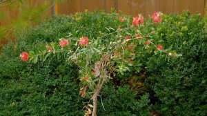 Каллистемон