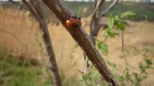 божьи коровки смотреть онлайн