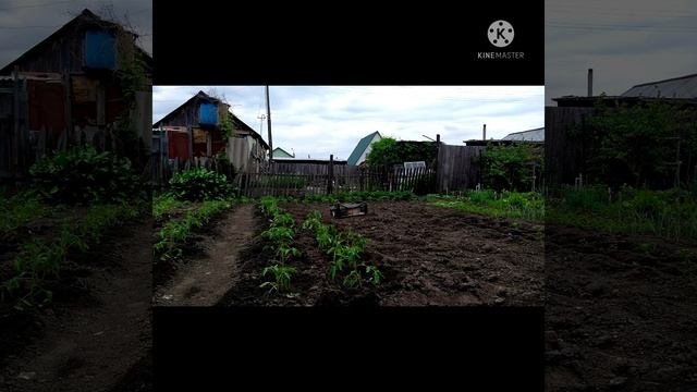 Внучка "против" моего канала/ проводила гостей/высадила рассаду в грунт/ смотреть онлайн
