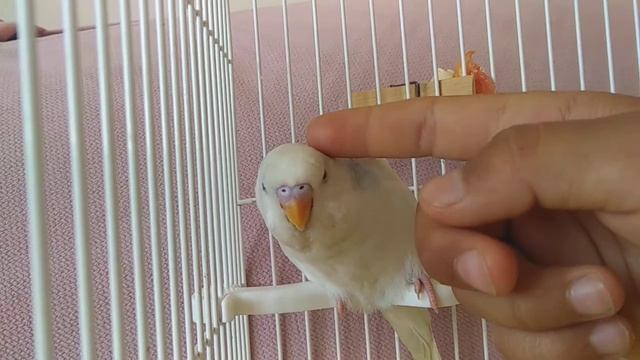 как сделать так чтобы попугай не кусался смотреть онлайн